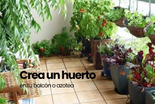Convierte tu balcón o azotea en un huerto aromático lleno de beneficios