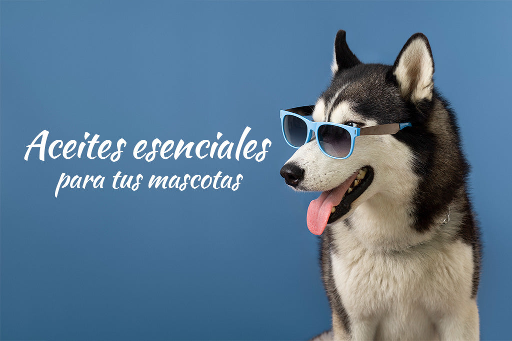 Aceites esenciales para tus mascotas