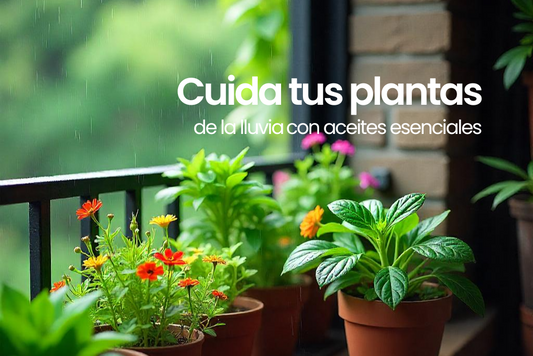 Cuida tus plantas en temporada de lluvias con aceites esenciales