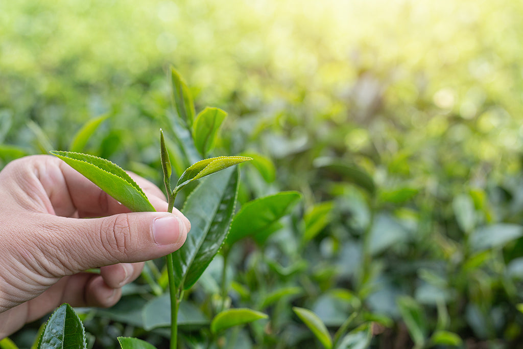 El poderoso árbol de té: Un agente antibacterial natural